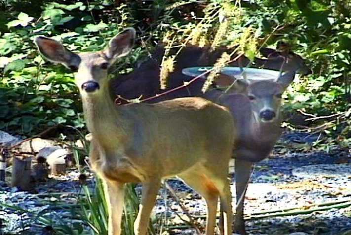 deer at 711